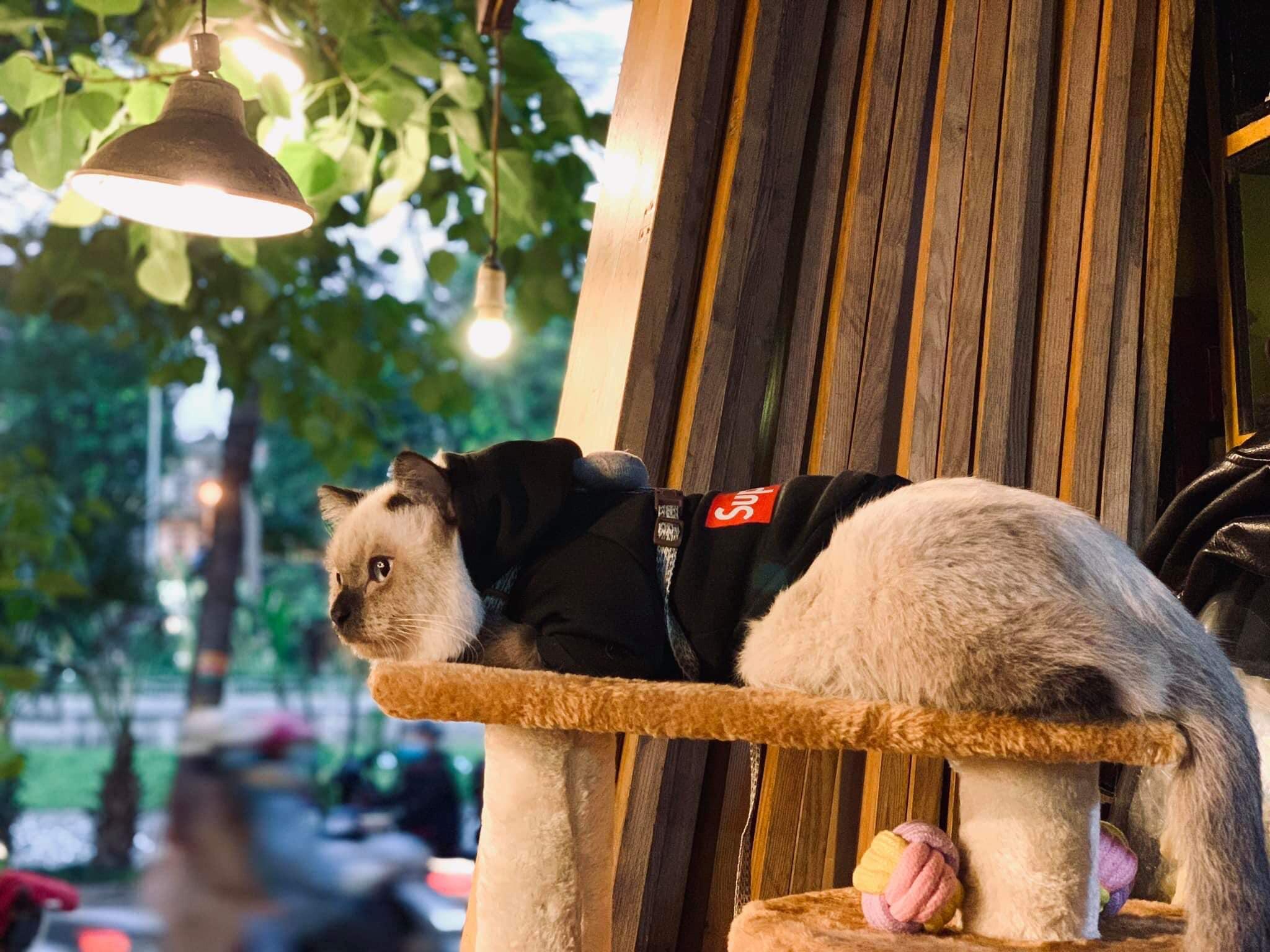 Cafe mèo Hà Nội