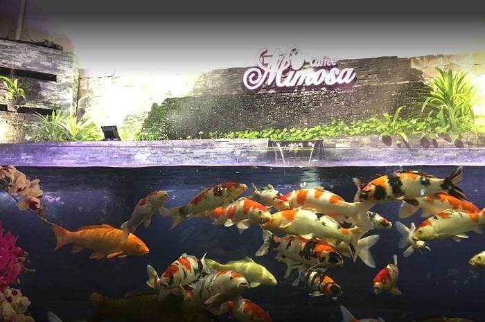 Đàn cá koi nhiều màu sắc tại Mimosa Koi Coffee