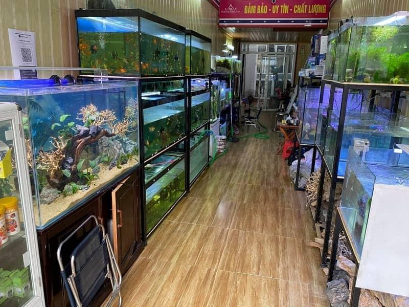 cửa hàng cá cảnh Hà Nội 4